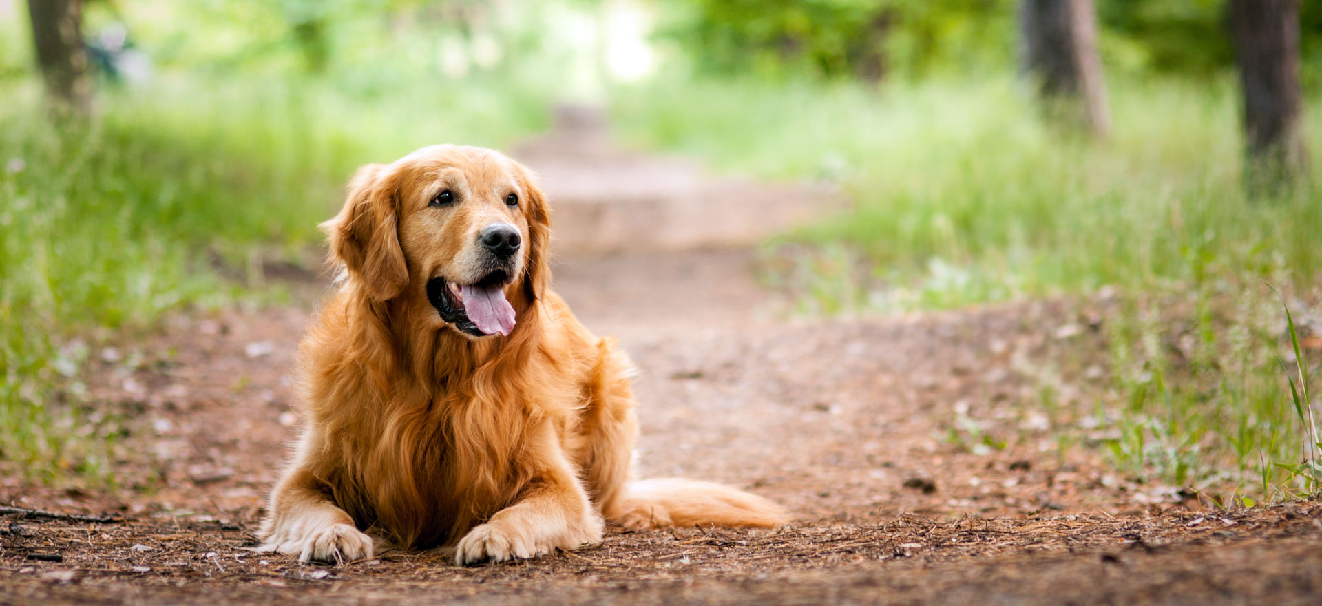 Golden retriever em ambiente natural